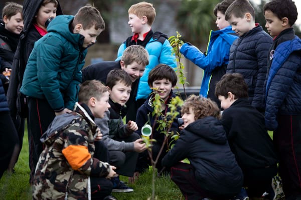 Cork City Council To Hand Out Tree-Thousand Saplings